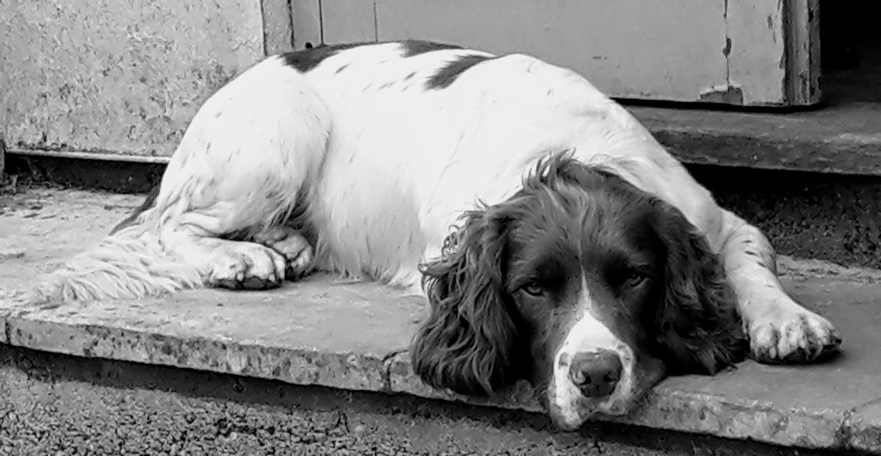 The Five Dials Inn Ilminster Buitenkant foto